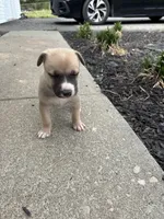 Zeus, a male German Shepherd Dog and American Pit Bull Terrier for sale in Pulaski, VA – Photo 3 of 9