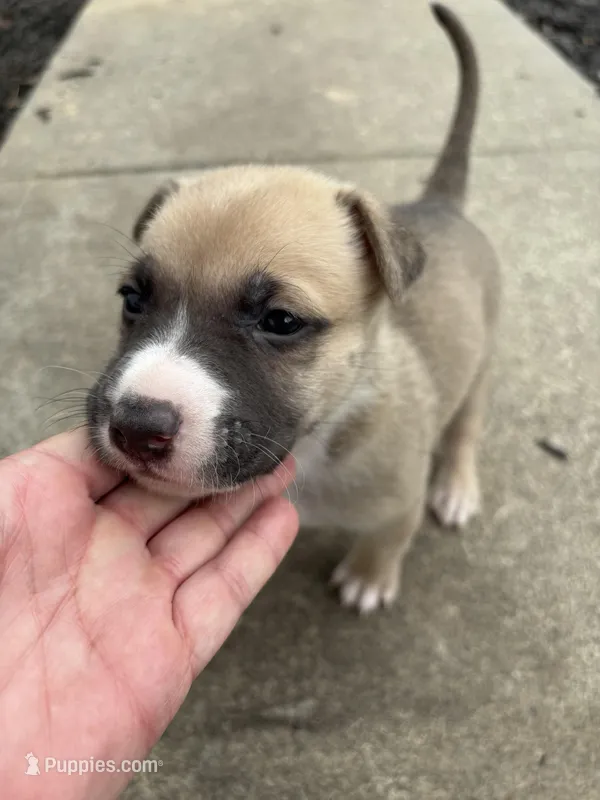 Zeus – German Shepherd Dog, American Pit Bull Terrier puppy for sale in Pulaski, VA