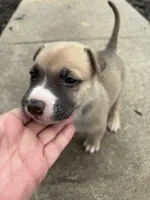 Zeus, a male German Shepherd Dog and American Pit Bull Terrier for sale in Pulaski, VA – Photo 1 of 9
