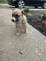Zeus, a male German Shepherd Dog and American Pit Bull Terrier for sale in Pulaski, VA – Photo 6 of 9