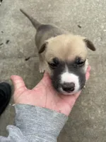 Zeus, a male German Shepherd Dog and American Pit Bull Terrier for sale in Pulaski, VA – Photo 2 of 9