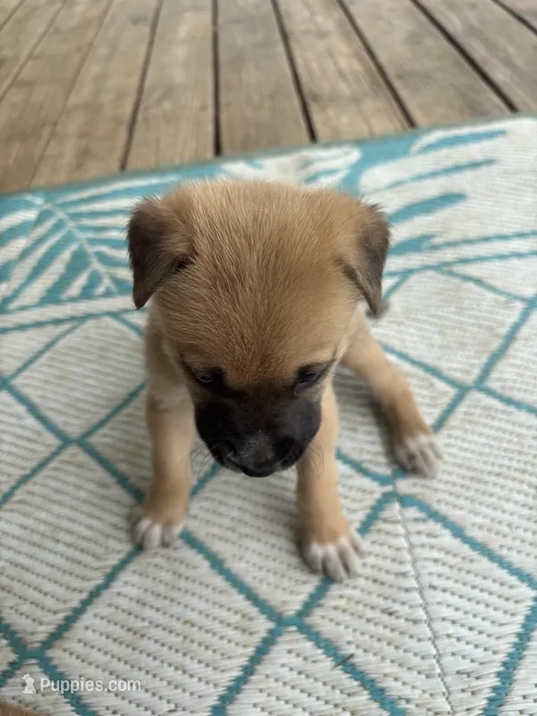 Helena – German Shepherd Dog, American Pit Bull Terrier puppy for sale in Pulaski, VA