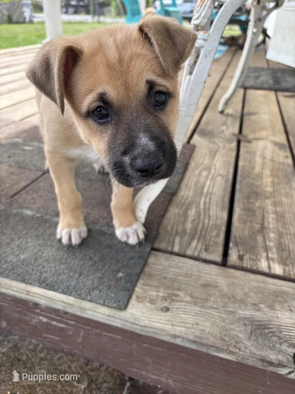 Helena – German Shepherd Dog, American Pit Bull Terrier puppy for sale in Pulaski, VA