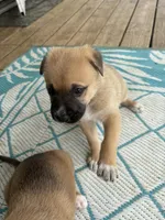 Helena, a female German Shepherd Dog and American Pit Bull Terrier for sale in Pulaski, VA – Photo 2 of 2