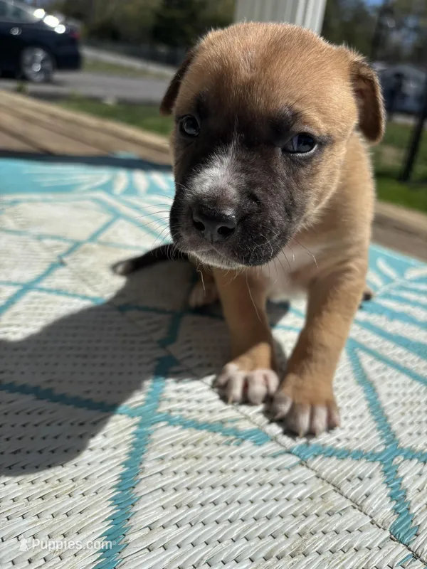 Xavier – German Shepherd Dog, American Pit Bull Terrier puppy for sale in Pulaski, VA