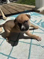 Xavier, a male German Shepherd Dog and American Pit Bull Terrier for sale in Pulaski, VA – Photo 3 of 3