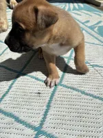 Xavier, a male German Shepherd Dog and American Pit Bull Terrier for sale in Pulaski, VA – Photo 2 of 3