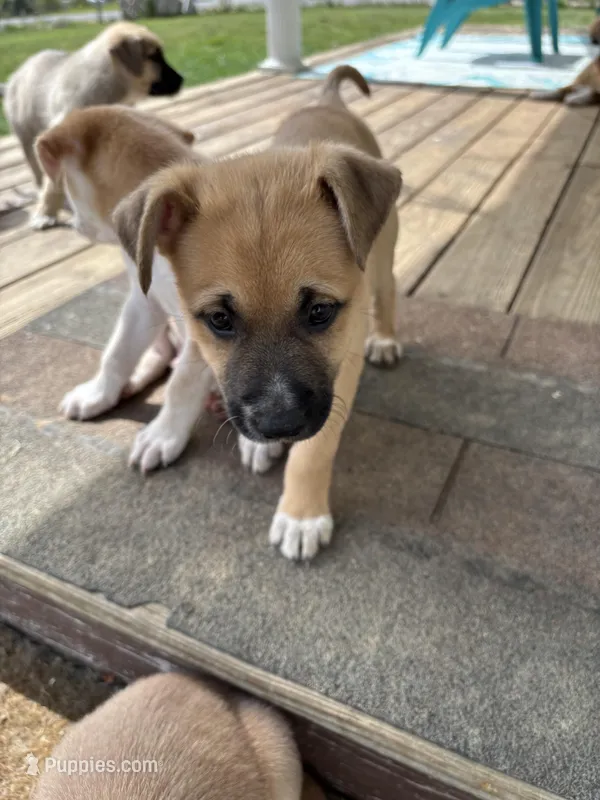 Kelsey – German Shepherd Dog, American Pit Bull Terrier puppy for sale in Pulaski, VA