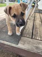 Kelsey, a female German Shepherd Dog and American Pit Bull Terrier for sale in Pulaski, VA – Photo 2 of 3