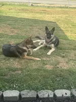 Karla, a female German Shepherd Dog for sale in Pulaski, VA – 6 of 8