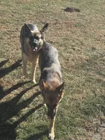 Kadence , a female German Shepherd Dog for sale in Pulaski, VA – 2 of 4