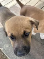 Kindred, a female German Shepherd Dog and American Pit Bull Terrier for sale in Pulaski, VA – Photo 1 of 10