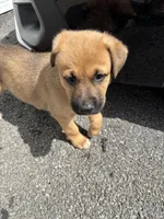 Kindred, a female German Shepherd Dog and American Pit Bull Terrier for sale in Pulaski, VA – Photo 7 of 10