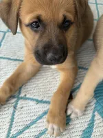 Kindred, a female German Shepherd Dog and American Pit Bull Terrier for sale in Pulaski, VA – Photo 10 of 10