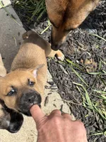 Kindred, a female German Shepherd Dog and American Pit Bull Terrier for sale in Pulaski, VA – Photo 6 of 10
