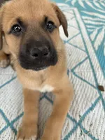 Kindred, a female German Shepherd Dog and American Pit Bull Terrier for sale in Pulaski, VA – Photo 9 of 10