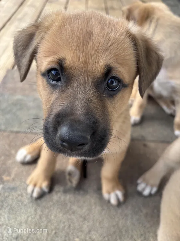 Kindred – German Shepherd Dog, American Pit Bull Terrier puppy for sale in Pulaski, VA