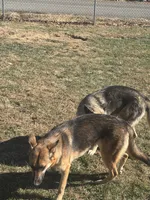 Karla, a female German Shepherd Dog for sale in Pulaski, VA – 5 of 8