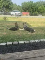 Karla, a female German Shepherd Dog for sale in Pulaski, VA – 8 of 8