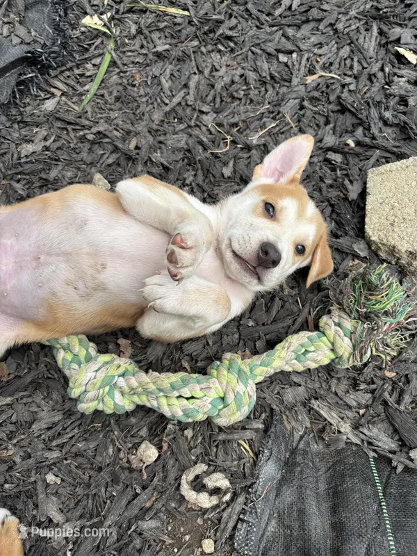 Xander – German Shepherd Dog, American Pit Bull Terrier puppy for sale in Pulaski, VA