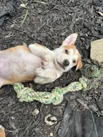 Xander, a male German Shepherd Dog and American Pit Bull Terrier for sale in Pulaski, VA – 2 of 10