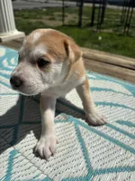 Xander, a male German Shepherd Dog and American Pit Bull Terrier for sale in Pulaski, VA – Photo 2 of 2