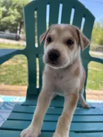 Xander, a male German Shepherd Dog and American Pit Bull Terrier for sale in Pulaski, VA – 9 of 10
