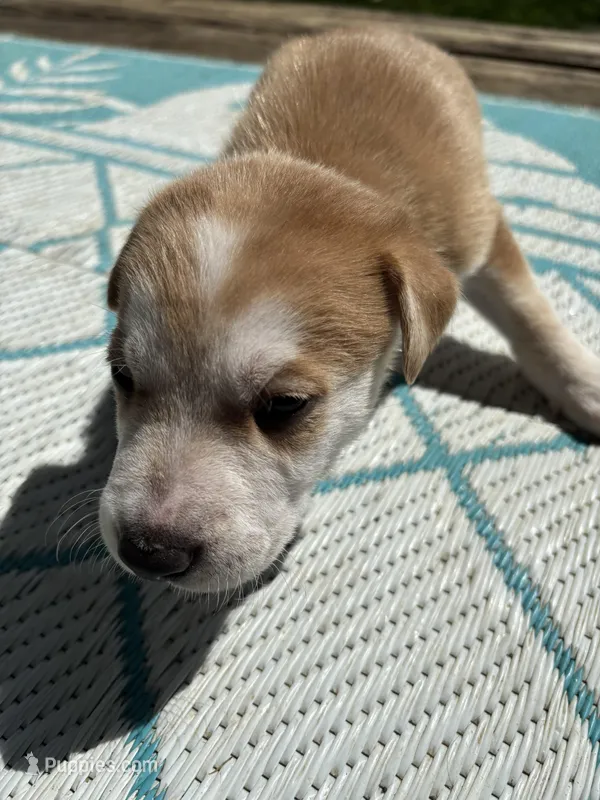 Xander – German Shepherd Dog, American Pit Bull Terrier puppy for sale in Pulaski, VA