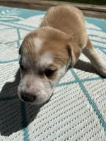 Xander, a male German Shepherd Dog and American Pit Bull Terrier for sale in Pulaski, VA – Photo 1 of 2