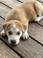 Xander, a male German Shepherd Dog and American Pit Bull Terrier for sale in Pulaski, VA – 1 of 10