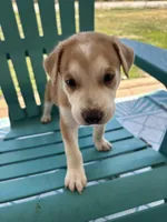 Xander, a male German Shepherd Dog and American Pit Bull Terrier for sale in Pulaski, VA – 3 of 10