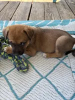 Karla, a female German Shepherd Dog and American Pit Bull Terrier for sale in Pulaski, VA – 8 of 10
