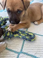 Karla, a female German Shepherd Dog and American Pit Bull Terrier for sale in Pulaski, VA – 6 of 10