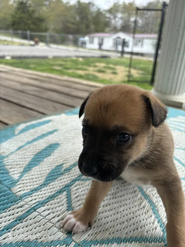 Karma  – German Shepherd Dog, American Pit Bull Terrier puppy for sale in Pulaski, VA