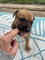 Karla, a female German Shepherd Dog and American Pit Bull Terrier for sale in Pulaski, VA – 5 of 10