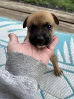 Karla, a female German Shepherd Dog and American Pit Bull Terrier for sale in Pulaski, VA – 7 of 10