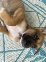 Karla, a female German Shepherd Dog and American Pit Bull Terrier for sale in Pulaski, VA – 10 of 10