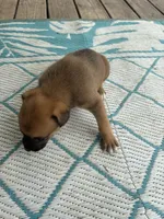 Karma , a female German Shepherd Dog and American Pit Bull Terrier for sale in Pulaski, VA – Photo 2 of 2