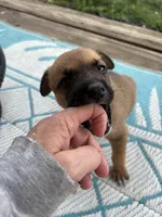 Karla, a female German Shepherd Dog and American Pit Bull Terrier for sale in Pulaski, VA – 4 of 10