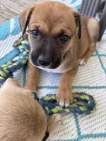 Karla, a female German Shepherd Dog and American Pit Bull Terrier for sale in Pulaski, VA – 1 of 10