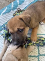 Karla, a female German Shepherd Dog and American Pit Bull Terrier for sale in Pulaski, VA – 9 of 10