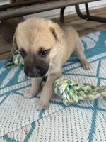 Kadence , a female German Shepherd Dog and American Pit Bull Terrier for sale in Pulaski, VA – Photo 4 of 4