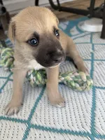 Kadence , a female German Shepherd Dog and American Pit Bull Terrier for sale in Pulaski, VA – Photo 3 of 4