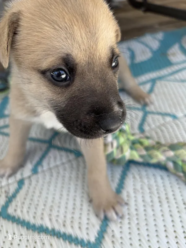 Kadence  – German Shepherd Dog, American Pit Bull Terrier puppy for sale in Pulaski, VA