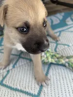 Kadence , a female German Shepherd Dog and American Pit Bull Terrier for sale in Pulaski, VA – Photo 1 of 4