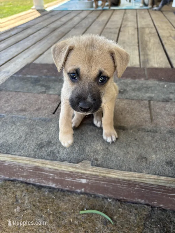 Kadence  – German Shepherd Dog, American Pit Bull Terrier puppy for sale in Pulaski, VA
