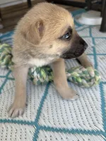 Kadence , a female German Shepherd Dog and American Pit Bull Terrier for sale in Pulaski, VA – Photo 2 of 4