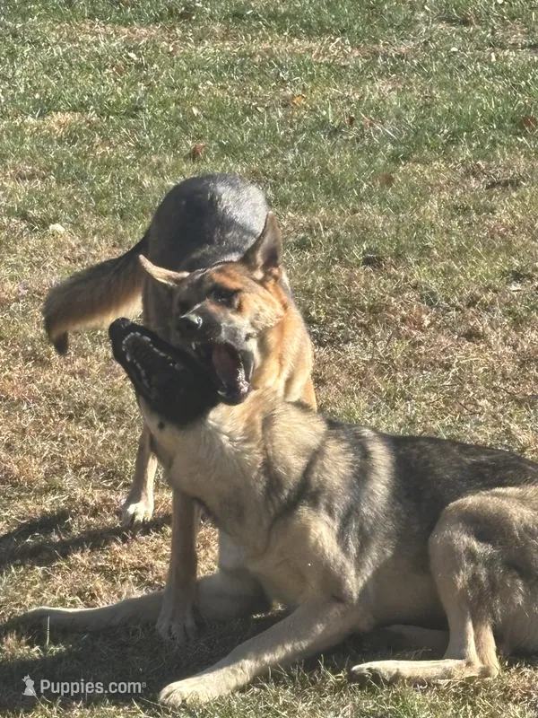 Karla – German Shepherd Dog puppy on hold in Pulaski, VA