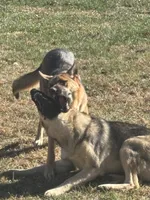 Karla, a female German Shepherd Dog for sale in Pulaski, VA – 1 of 8
