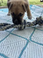 Zena, a female German Shepherd Dog and American Pit Bull Terrier for sale in Pulaski, VA – Photo 2 of 6